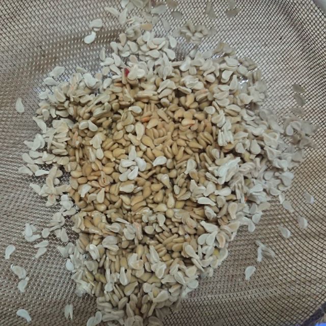 Hạt giống bình bát dây (50 hạt)