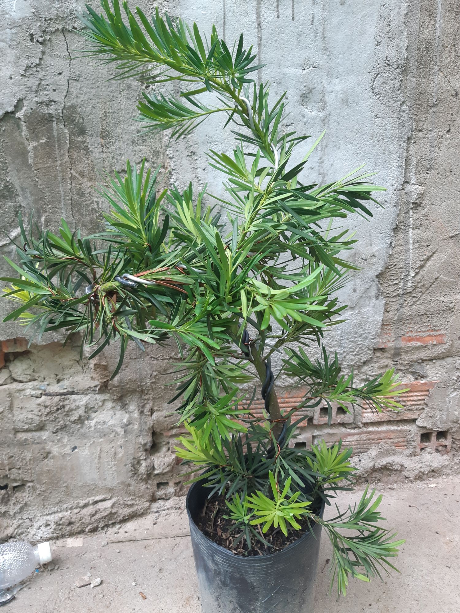tùng la hán bonsai 60-70cm
