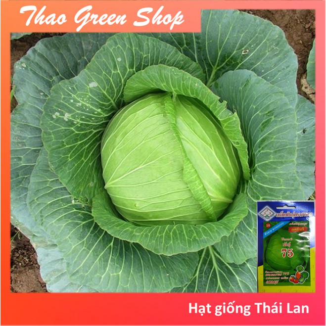 Hạt giống bắp cải xanh Thái Lan 500 hạt