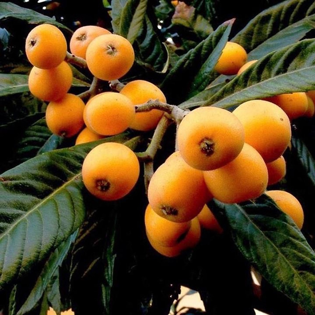 CÂY GIỐNG BIWA GIỐNG MỚI ĐẶC BIỆT (có bảo hành siêu sớm)