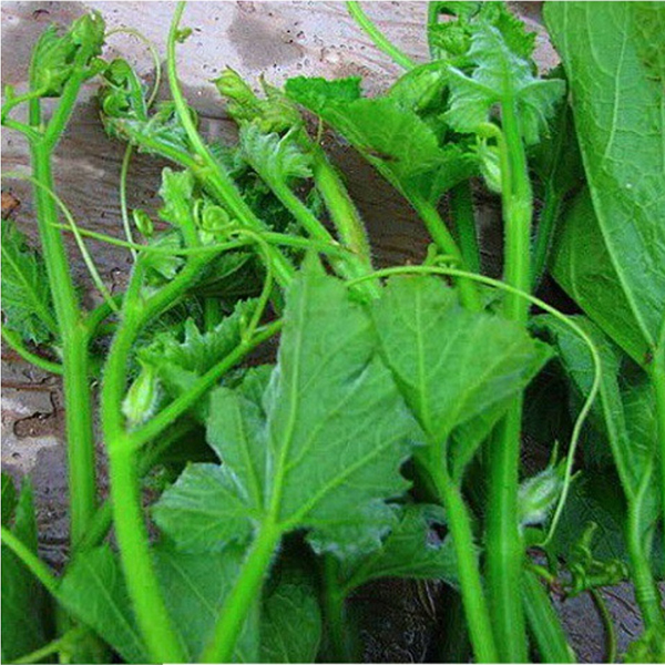 🥦hạt giống bí siêu đọt và bông🥦 - gói 10 gr - rất dễ trồng thơm ngọt