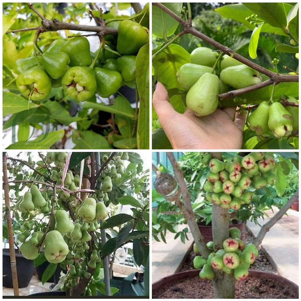 Giống Mận Xanh Đường Cây Khỏe(CÂY GIỐNG NGỌC HIẾU)