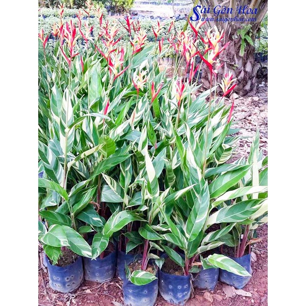 CÂY GIỐNG Chuối mỏ két cẩm thạch ( thiên điểu )