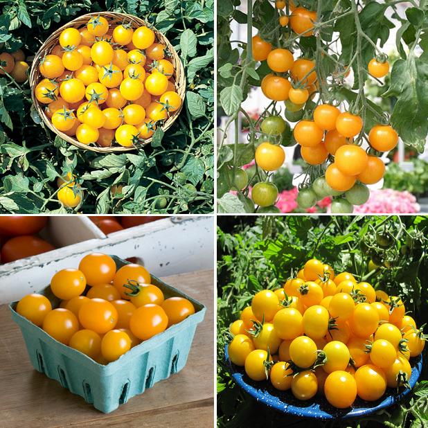 Hạt giống cà chua bi dây chùm siêu quả ( 30 hạt/gói )