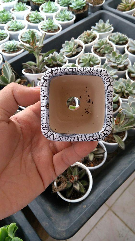 Chậu trồng cây cảnh: Mẫu sứ vuông rạn