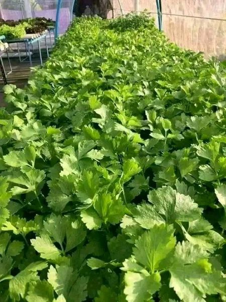 Hạt giống cần tây bẹ lớn ( cần tây khổng lồ) 5gr