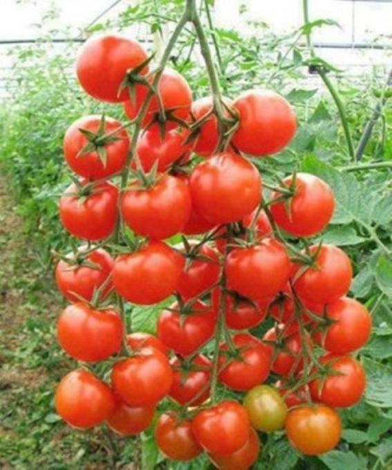 20 Hạt giống Cà chua bi đỏ - Giống sai quả