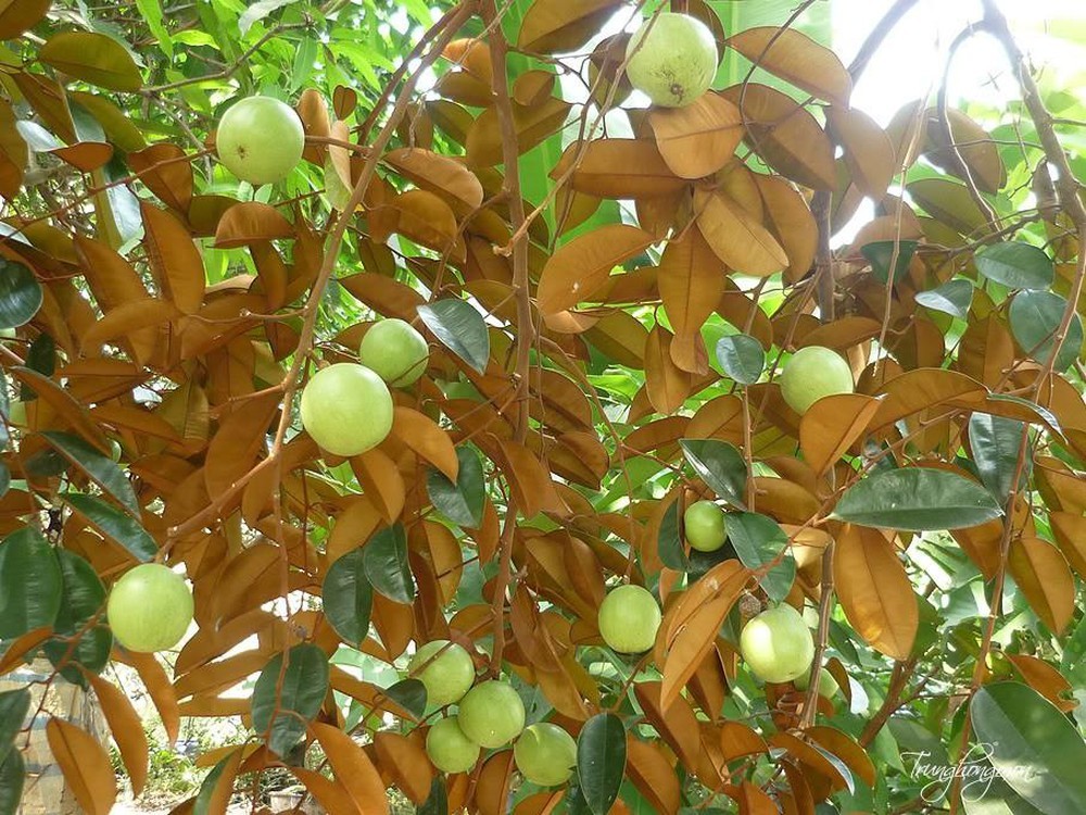 CÂY GIỐNG Vú sữa Lò Rèn