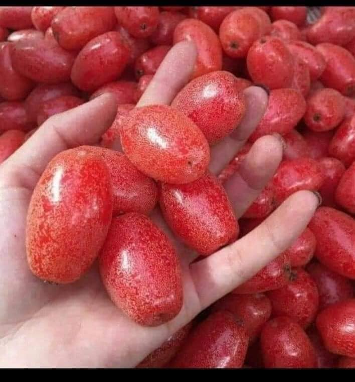 CÂY NHÓT NGỌT MỸ