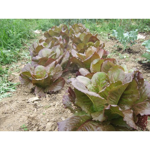 Hạt giống xà lách Romaine tím