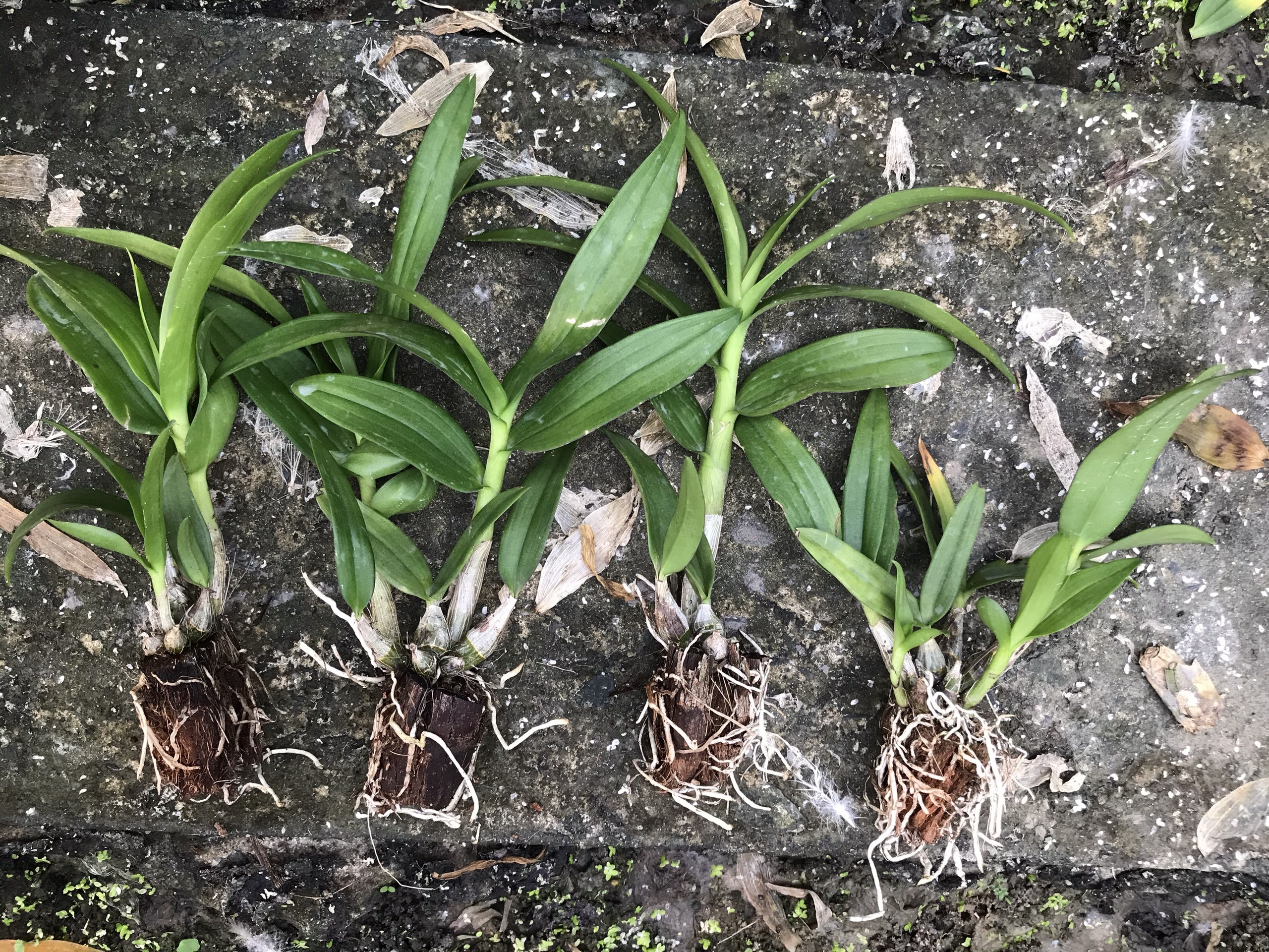 Mini Yaya cây giống
