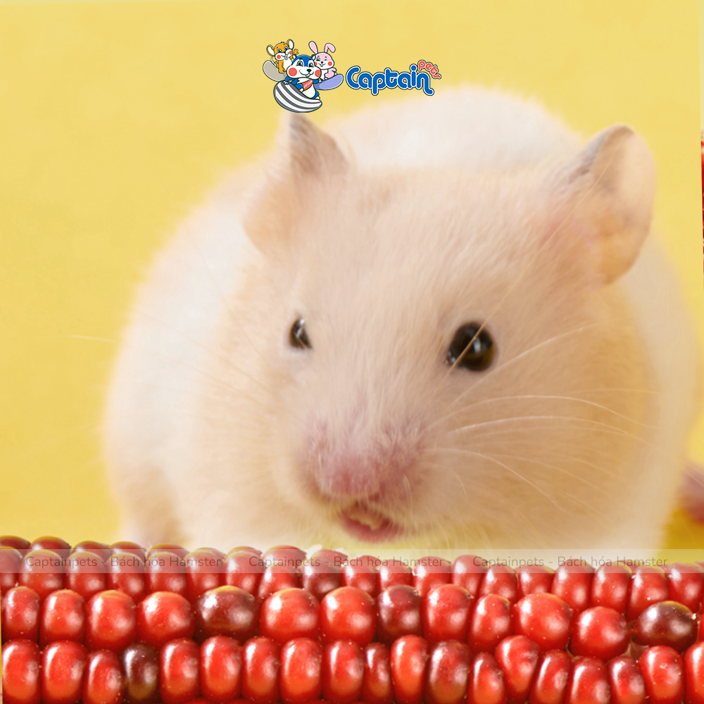 [FREESHIP MAX] Bắp ngô mài răng Hamster Pet's 88 - Bách hóa Hamster