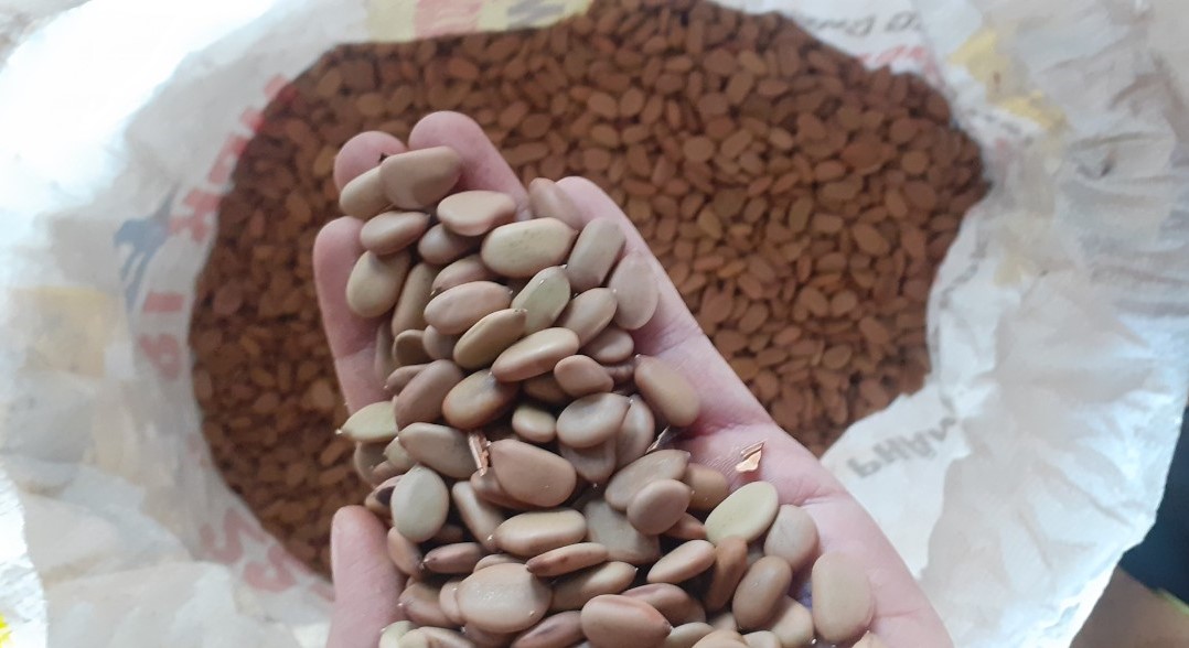 800gram hạt keo gai giống