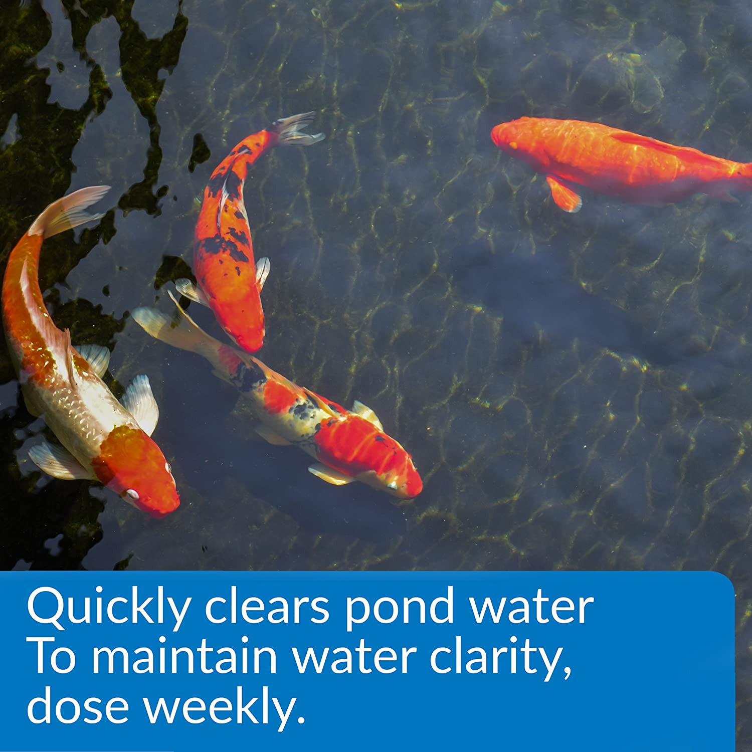 API - Accu Clear (Pond) - Làm trong cấp tốc nước ngọt