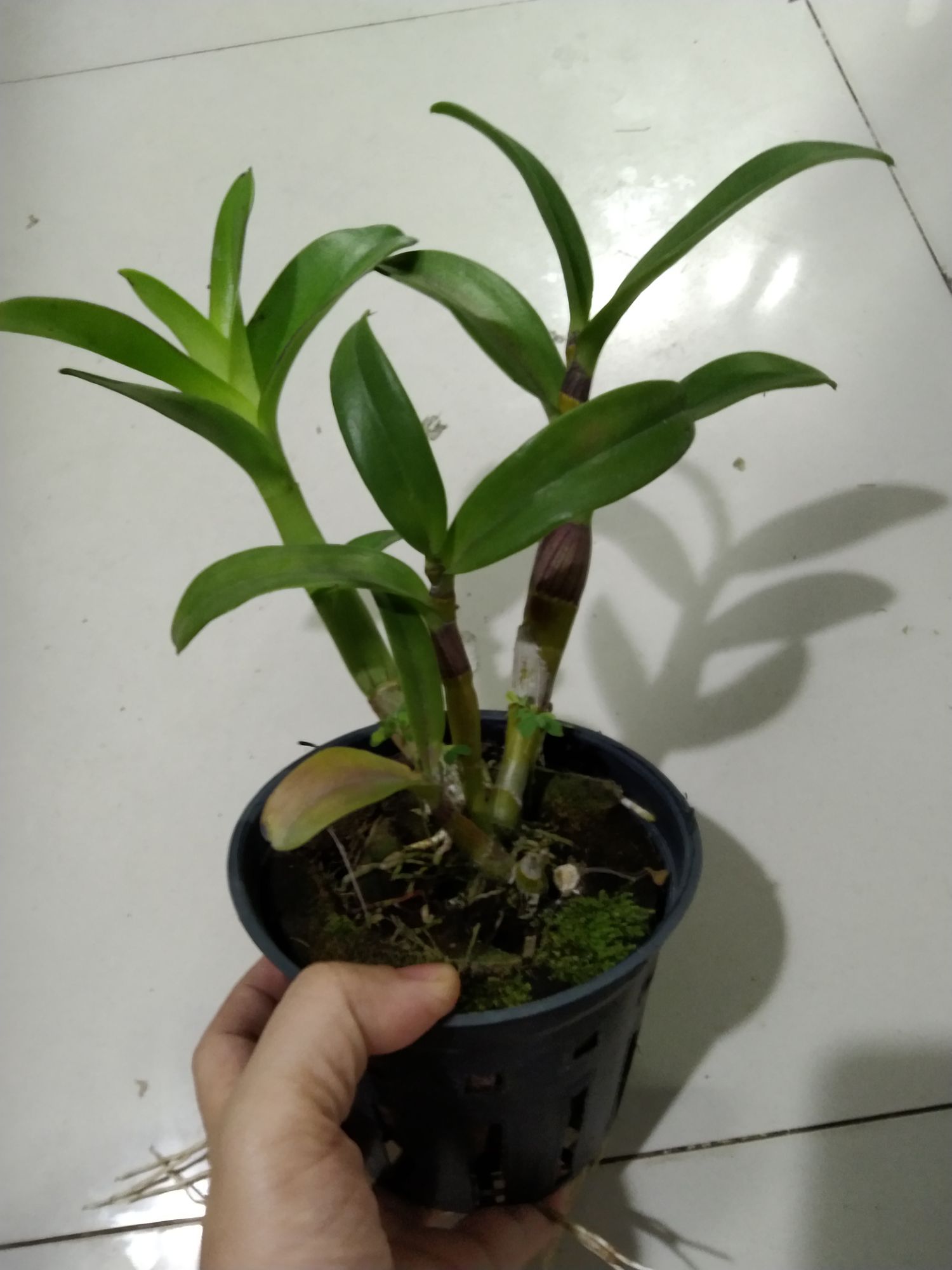 Lan denro nắng Quán Long (hoán long)