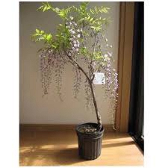 cây giống hoa tử đằng thân gỗ (tem chuẩn giống)