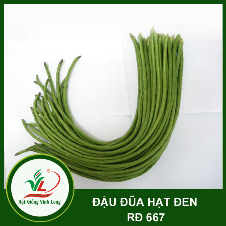 Hạt giống Đậu đũa hạt đen RD 667 - 20g