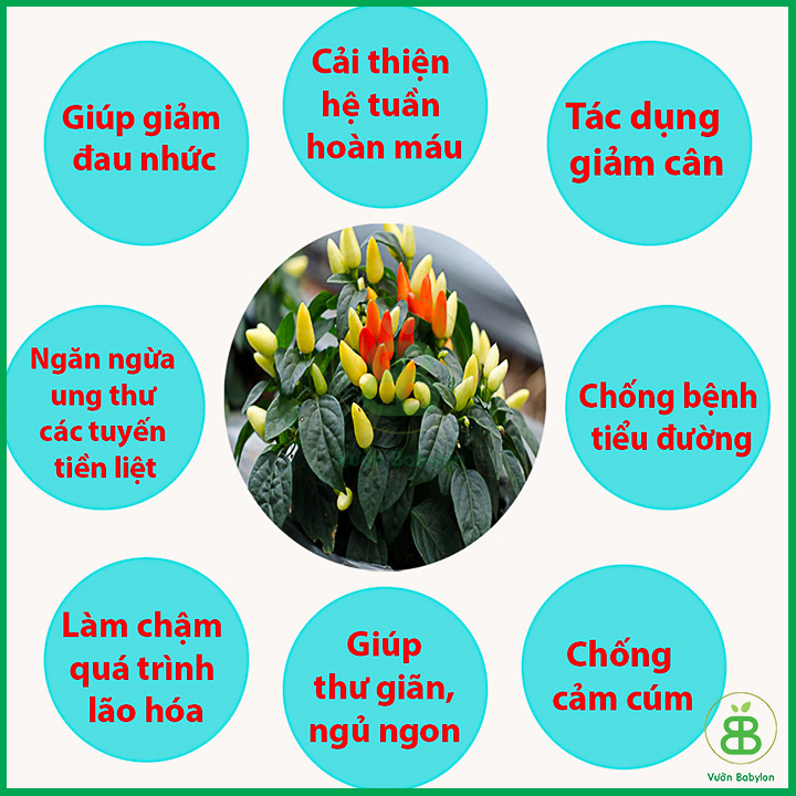 Hạt Giống Ớt Kiểng Ngũ Sắc Siêu Trái 0,1G