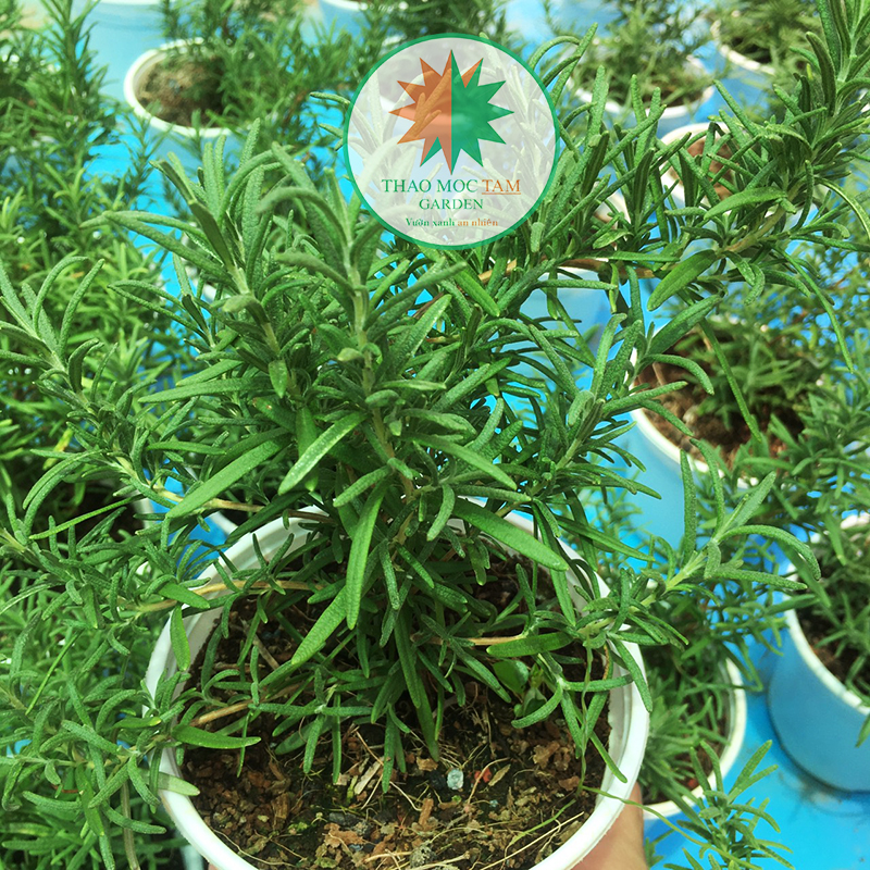 Chậu cây Hương Thảo (Rosemary), Size nhỏ cao 15-18cm - Hương Thảo được shop trồng tại vườn ở Cam Ranh