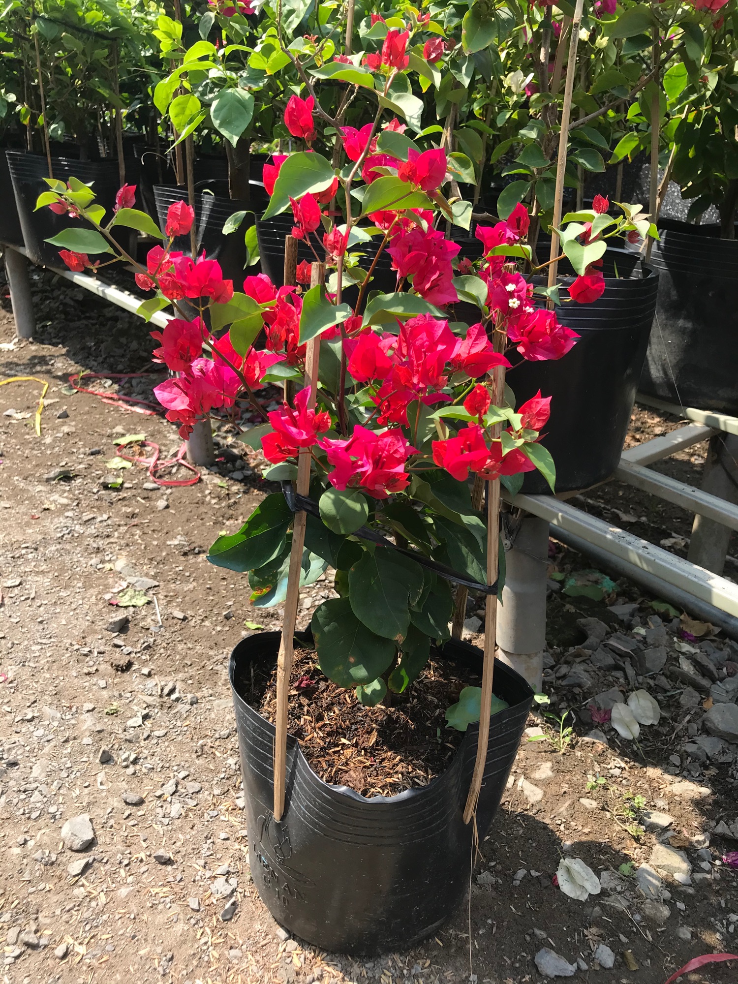 Cây bông giấy đỏ - Cây cảnh sân vườn