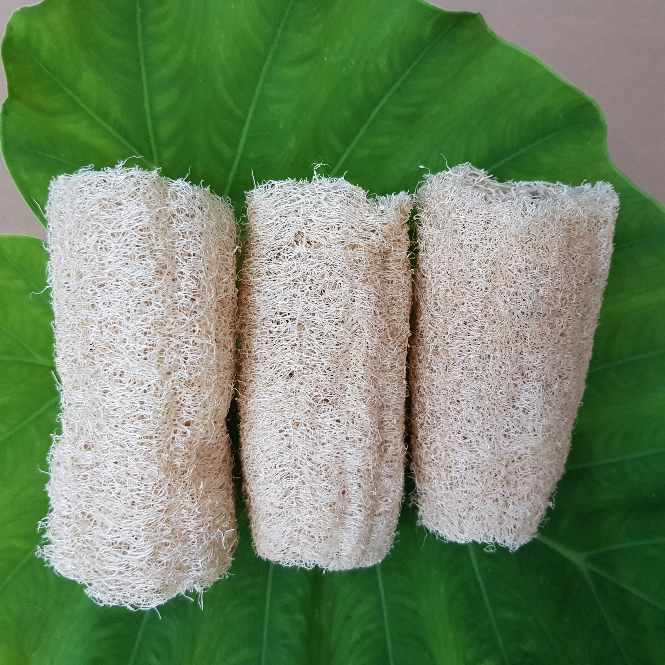 Combo 3 xơ mướp cắt khúc ( 10-11cm ) dùng rửa chén, rửa bát