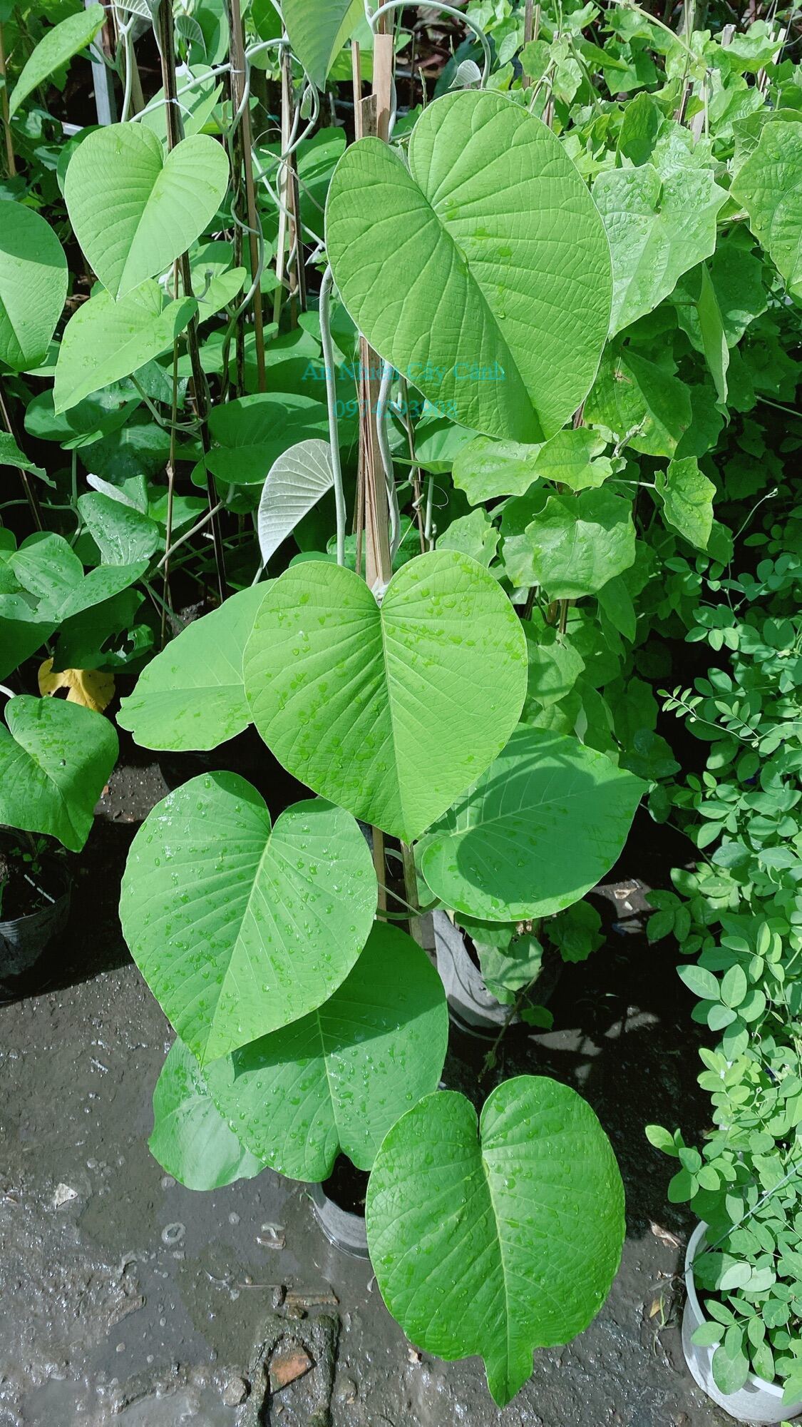 Cây cát đằng