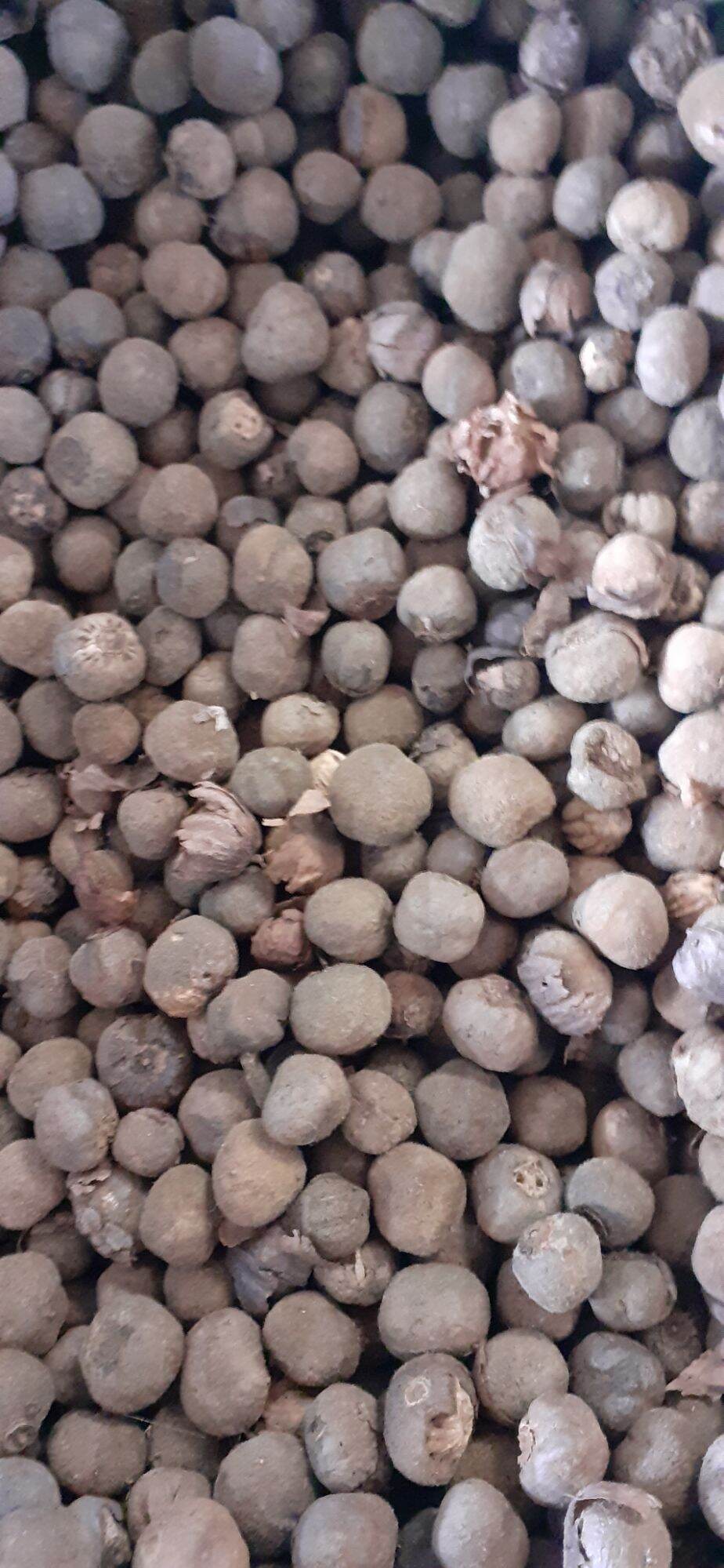 500gram hạt tếch (giá tỵ) giống