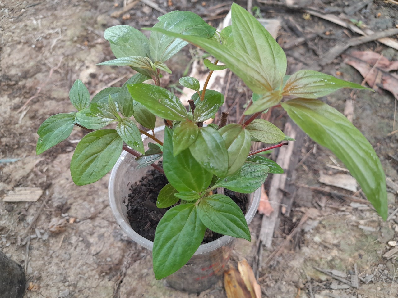 Chậu cây Thuốc Dòi ( bọ mẵm) giống