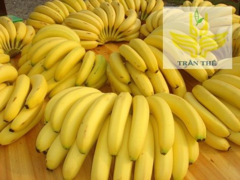 CÂY GIỐNG CHUỐI TIÊU HỒNG