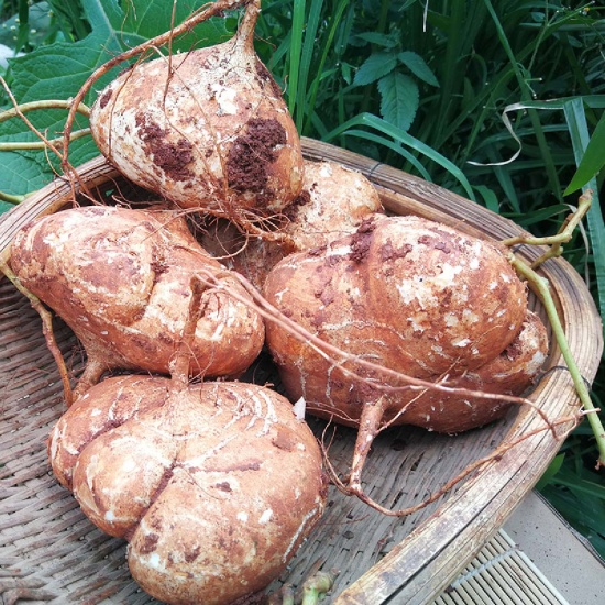 Hạt Giống Củ Đậu 100gam