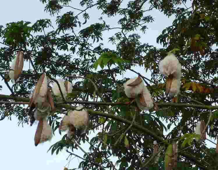 900gram hạt bông gòn giống