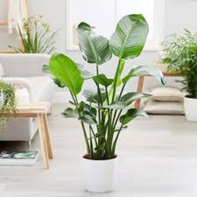 Cây chuối cảnh (chuối rẻ quạt) cao 1m-2m