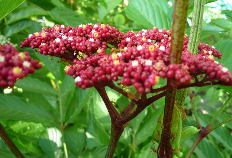 cây gối hạc phơi khô 1 ký