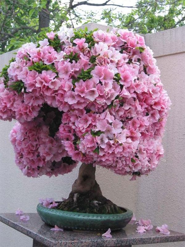 15 Hạt giống hoa Đỗ quyên