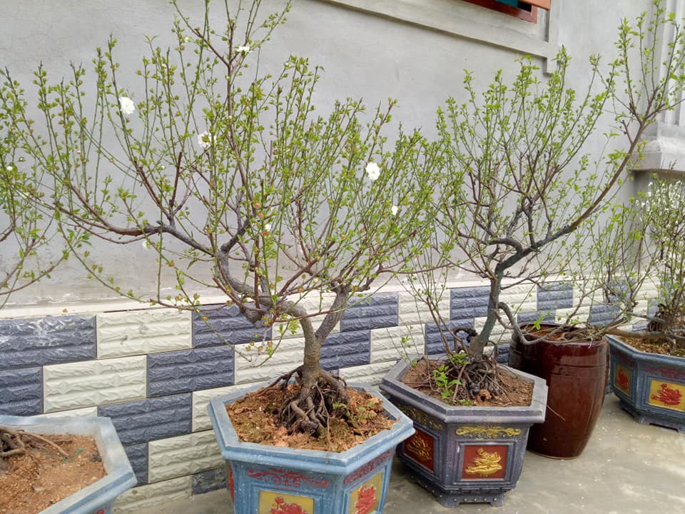 Cây giống hoa mai trắng (Bạch mai)