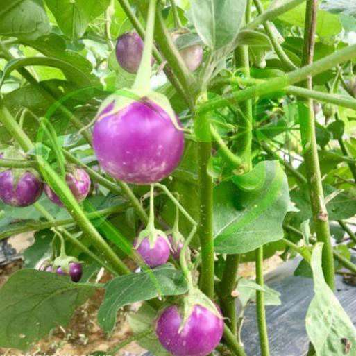 HẠT GIỐNG CÀ PHÁO TÍM F1 - GÓI 1 GRAM