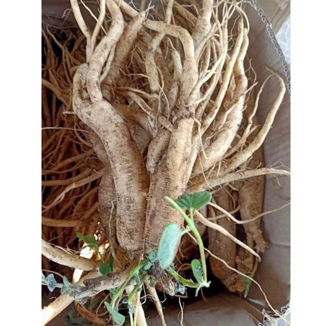 Sâm Ngọc Linh ( Quốc bảo của việt nam )