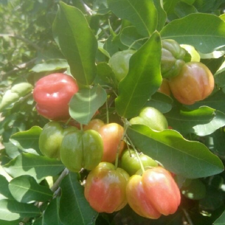 CÂY GIỐNG CÂY SƠ RI THÁI TRÁI NGỌT, SIÊU QUẢ + (Tặng 3 cây chè xanh)