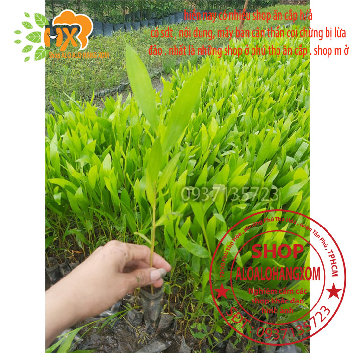 [HCM]combo 50 cây tràm lai cây giống