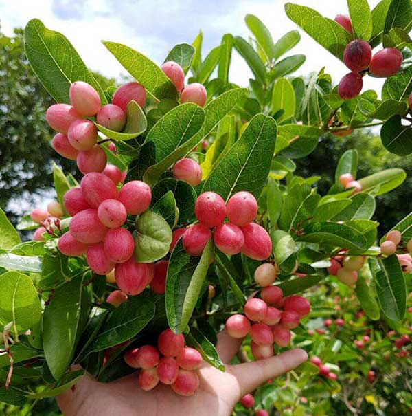 (1 chậu) Cây Siro - làm bonsai, lấy trái làm siro