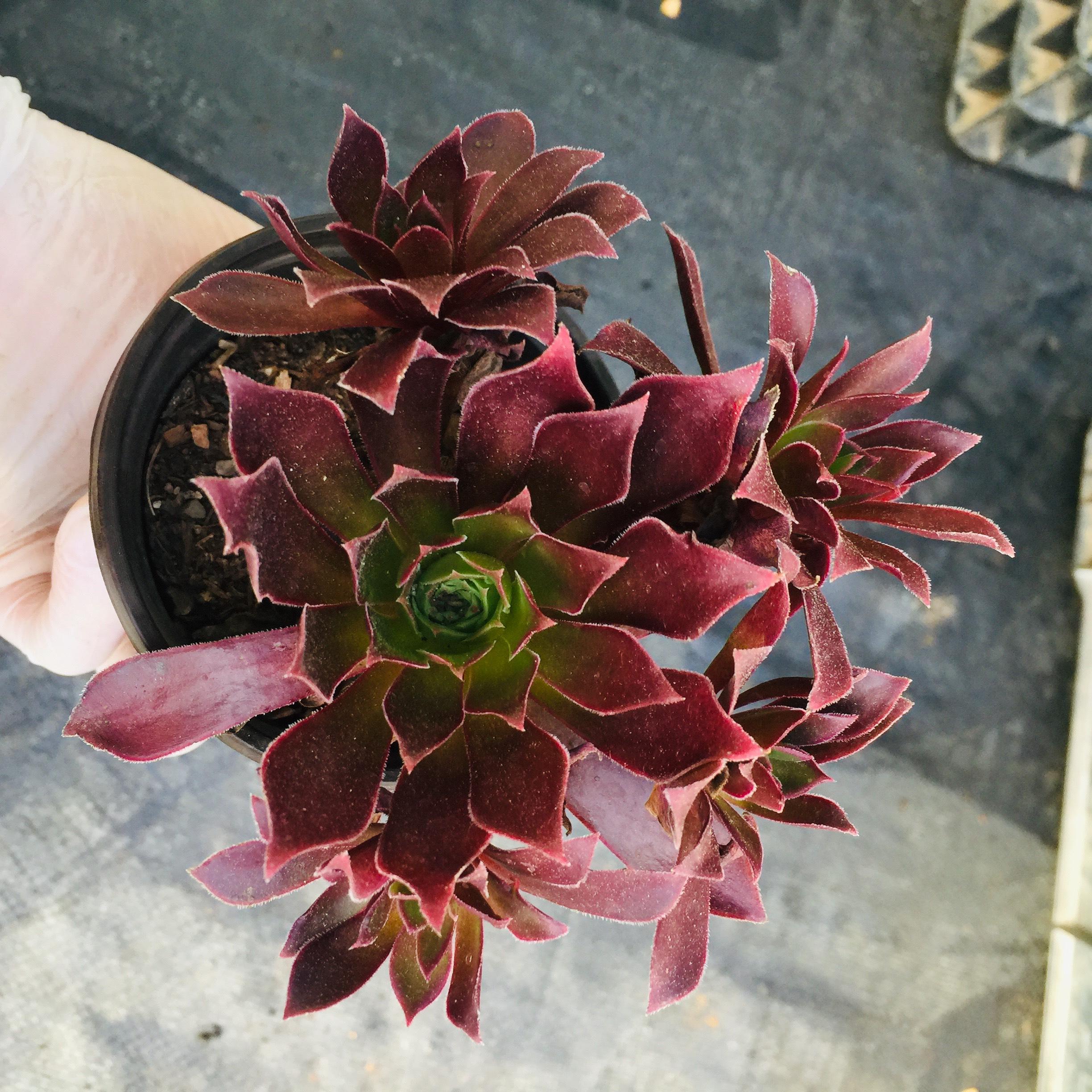 Sen Đá Cổ Thụ  Aeonium Đỏ
