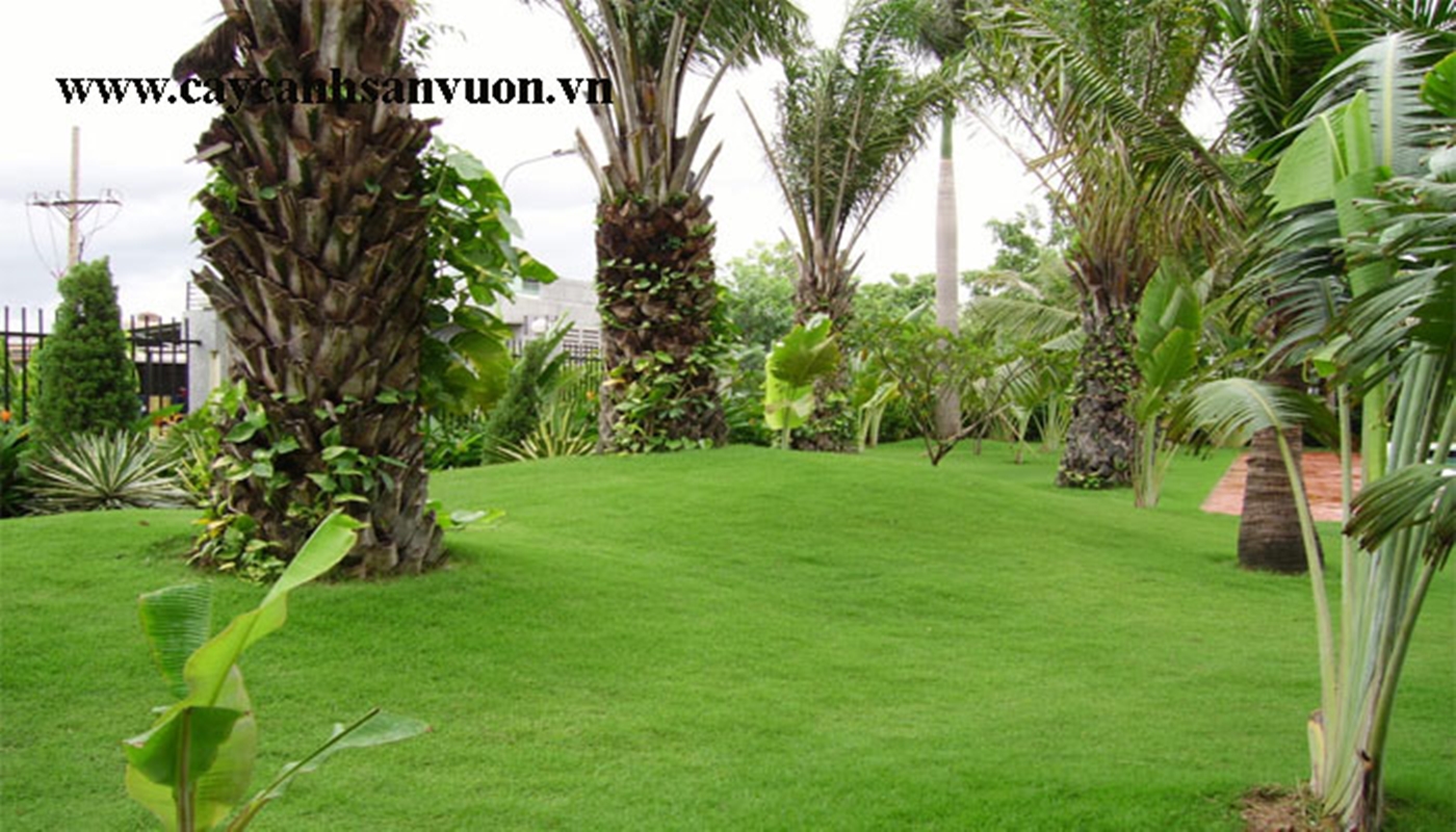 Hạt giống Cỏ nhung Nhật