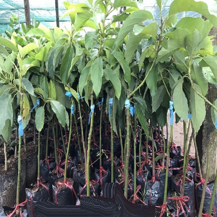 Cây Bơ 034 siêu quả