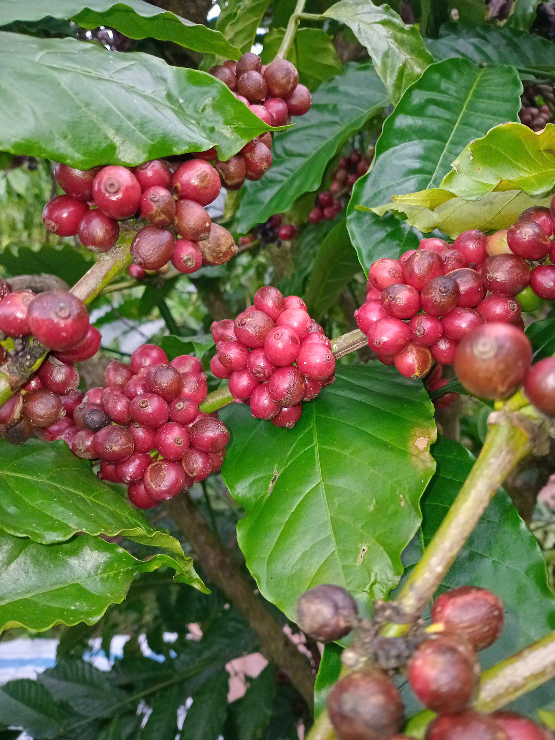 [500gr/1kg] Cà phê FINE ROBUSTA rang mộc, cà phê nguyên hạt rang xay cà phê bột pha phin pha máy, cafe sạch Lâm Đồng, Coffee K'Nớ.