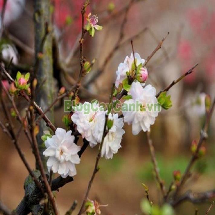 [Chuẩn Giống F1] COMBO 3 BẦU CÂY GIỐNG NHẤT CHI MAI