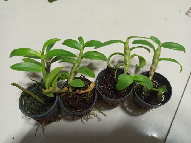 Hoa lan phi điệp chớp Mỹ lai cam kết chất lượng