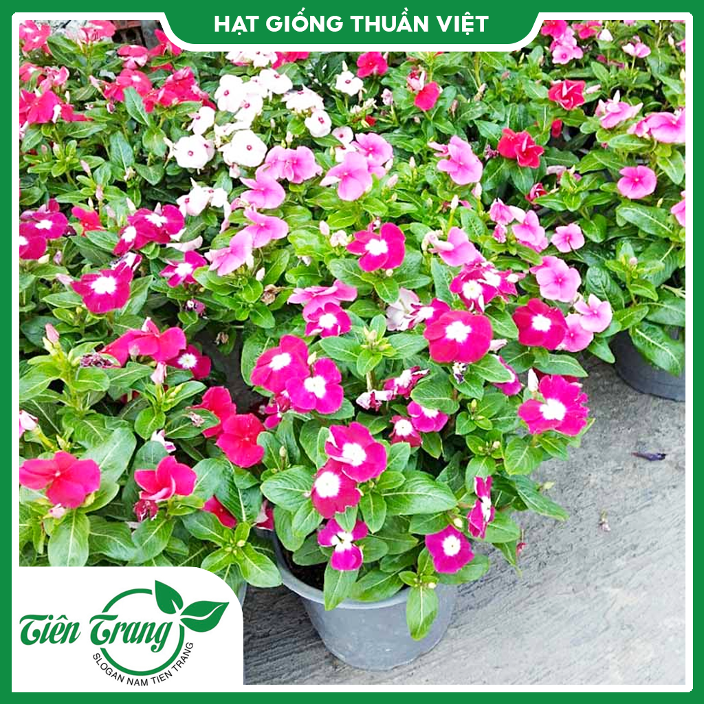 Hạt giống hoa Dừa Cạn