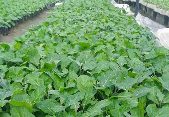 Combo 5 Cây giống cà gai leo - 656