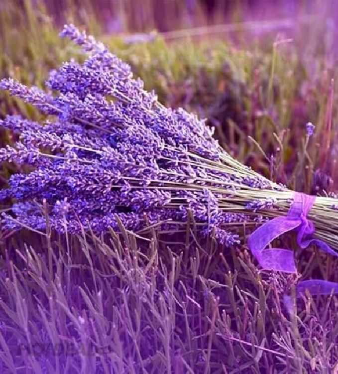 Hạt giống hoa Oải Hương ( hoa Lavender ) gói 100 hạt
