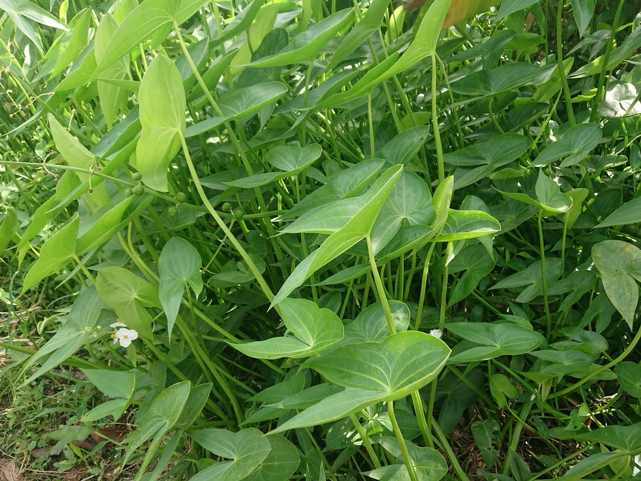 Hạt giống cây kèo nèo (gói 0.1gram)